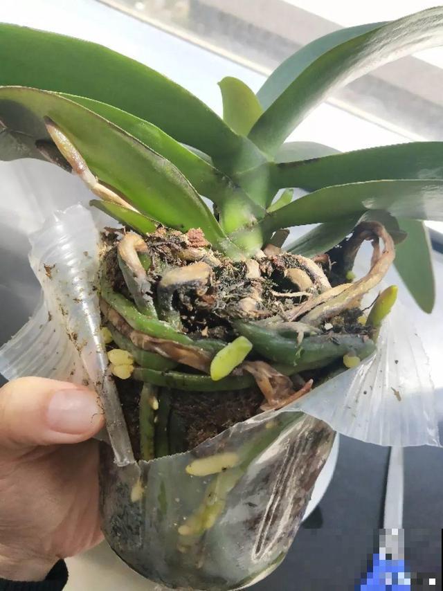 养这花不用土，装进塑料袋喷喷水，叶子绿油油越长越好！