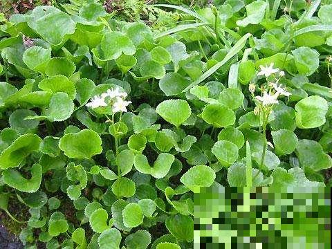 野外这草真奇怪，几颗棵就想呼呼大睡，整天失眠的人有福了！