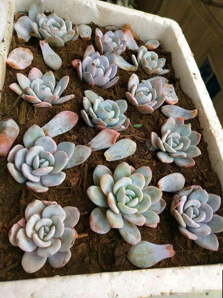 姐姐的快递箱，全部种满多肉，比盆栽的效果还要好！