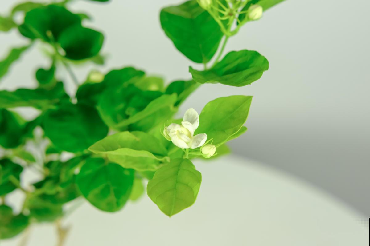 现在买这3种花，要把花苞剪掉，否则来年没花看