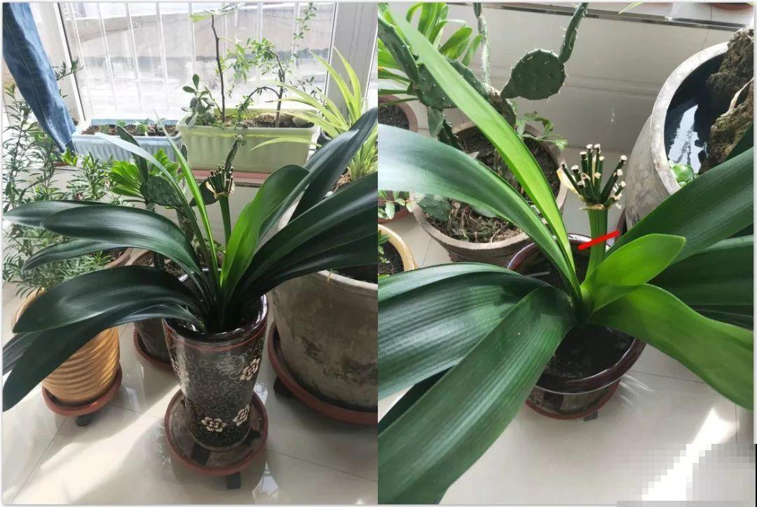 君子兰花后别乱剪，剪错了烂叶烂心，再也不开花！