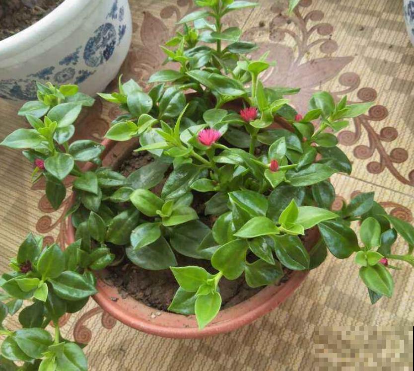 这4种吊兰，都是今年最火的品种，看一眼就入坑！