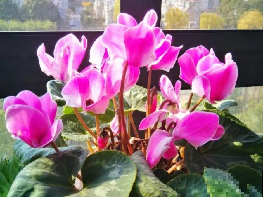 这10种花要慎买，小心养不活，心里贼难受！