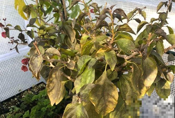 20种花最怕冷，一降温就黄叶，不做准备只剩空盆了！
