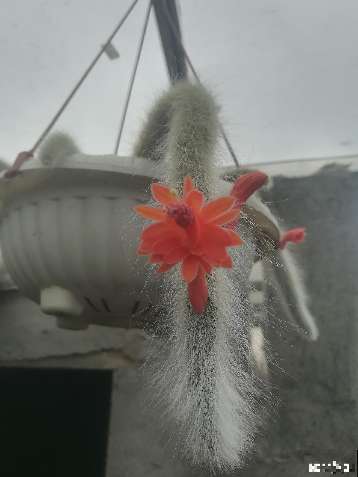 家里养盆“尾巴花”，毛绒可爱，养了就爱不释手