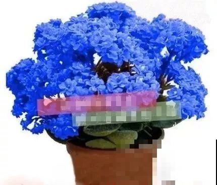 千万别买这种花，全都是假货，谁买谁吃亏！