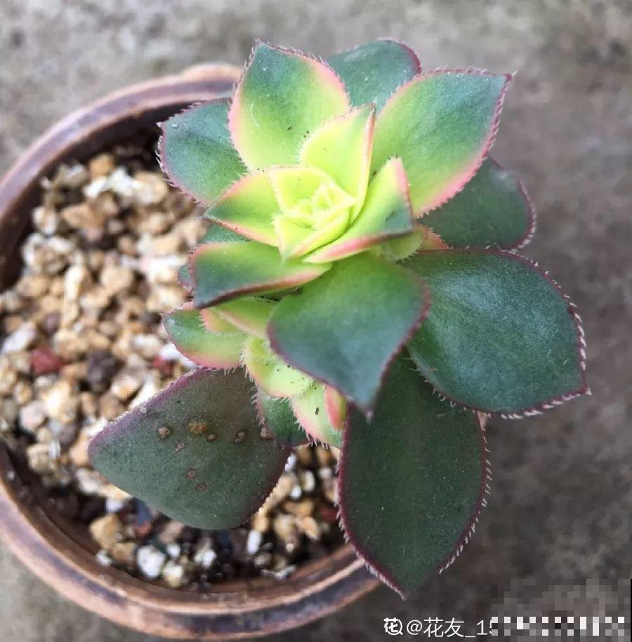 这种多肉，一看就是被用了药，再好看也别买！