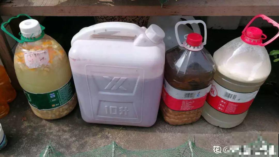 淘米水里加上它，没有异味肥效翻倍，给花用点叶子绿油油！