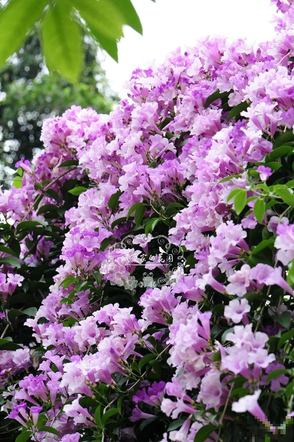 这6种花养好了，家里秒变花海，天天待着都不想出门！