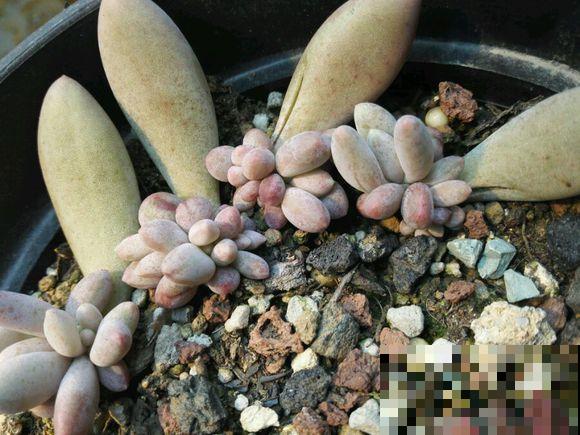 多肉叶片裂出大口子，就是因为你养护不到位，赶紧学一学！