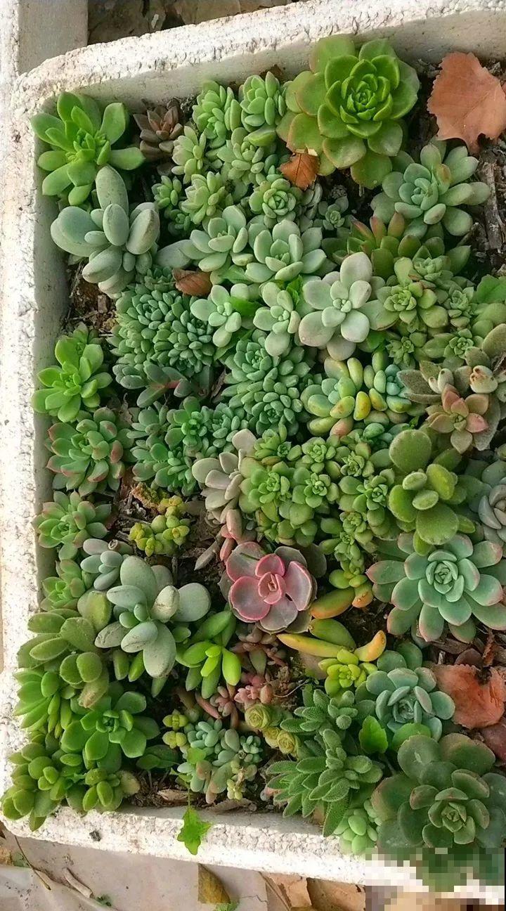 姐姐的快递箱，全部种满多肉，比盆栽的效果还要好！