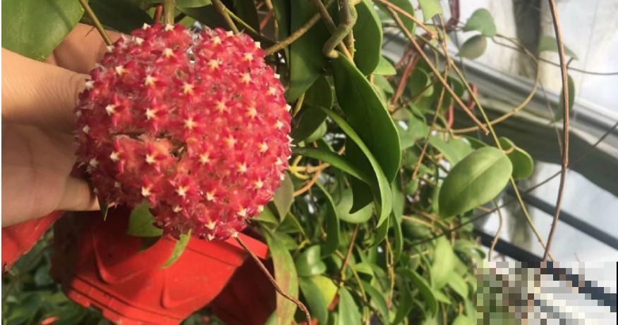 这花开花成小球，养起来却不简单，养好了邻居都羡慕！