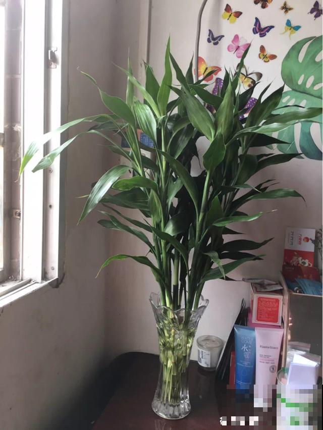 这花10块钱买一把，拿回家2天死翘翘了，真愁人！