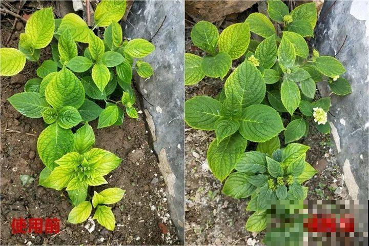 小药片磨成粉，兑水一浇，叶子油亮花开爆！