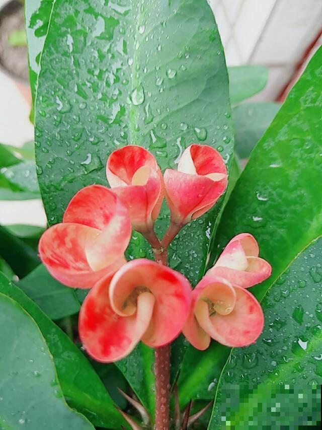 邻居家的镇宅花，365天开花不断，不浇水也蹭蹭长，真怕把它累死