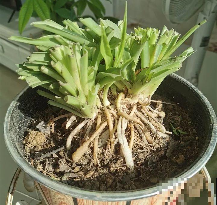 这4种花，把根拎出来养一年，身价立马翻倍涨！
