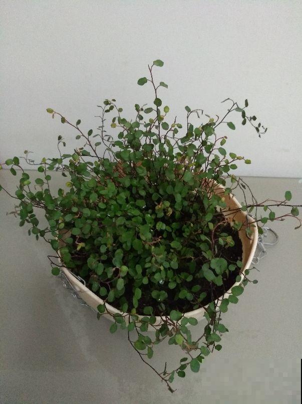 今年特流行的网红花，最适合北阳台，你家养了哪几种