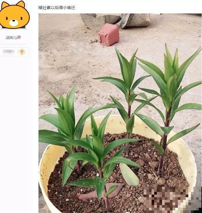 别让这花长太高，小心变成“韭菜”，再也不开花！