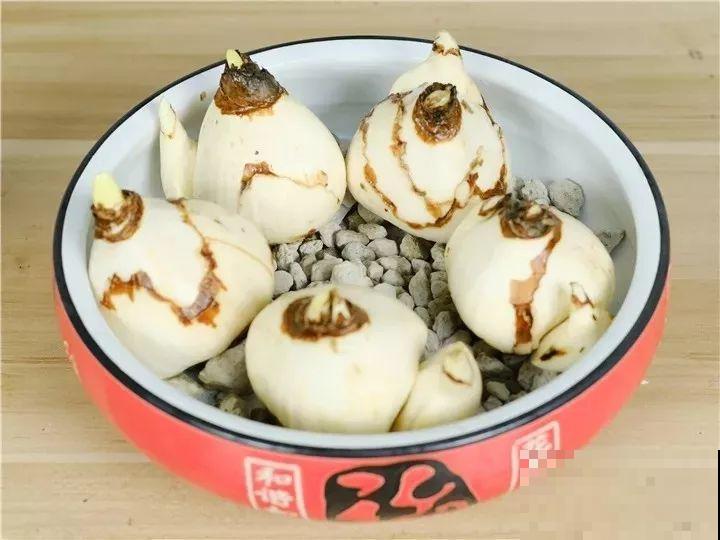 水仙盆里加点它，叶子粗壮不徒长，一个月后就能开花！
