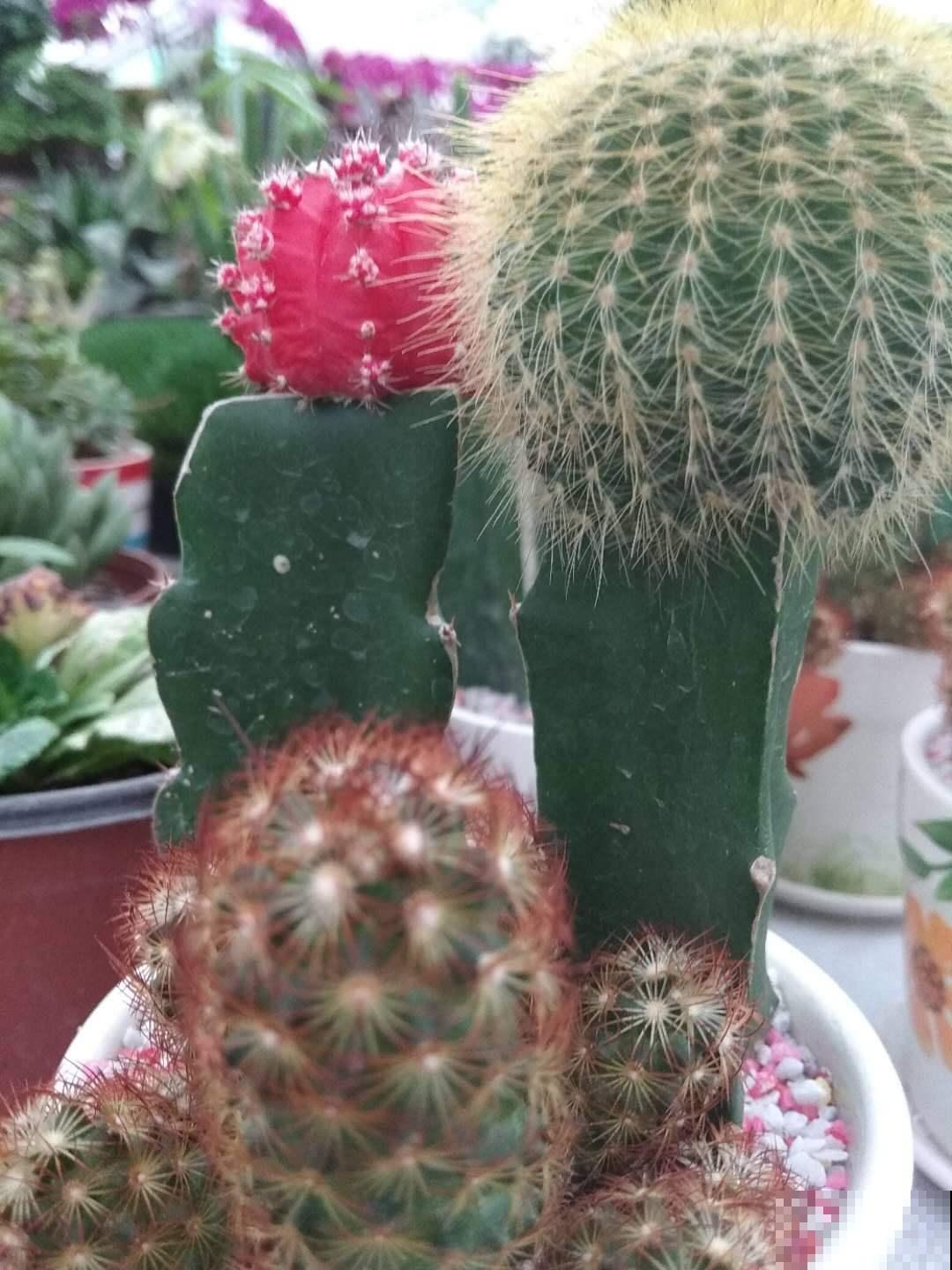 这花超耐旱，一冬天不浇水也能活，最适合新手养