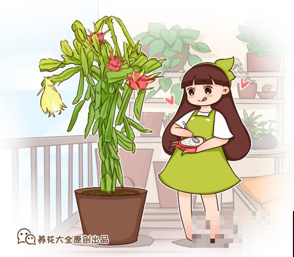 火龙果切两半，挖出种子埋土里，还能结出沉甸甸的红果子！