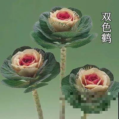 这花冬天不怕冷，越冻越好看，栽在院子里像玫瑰！