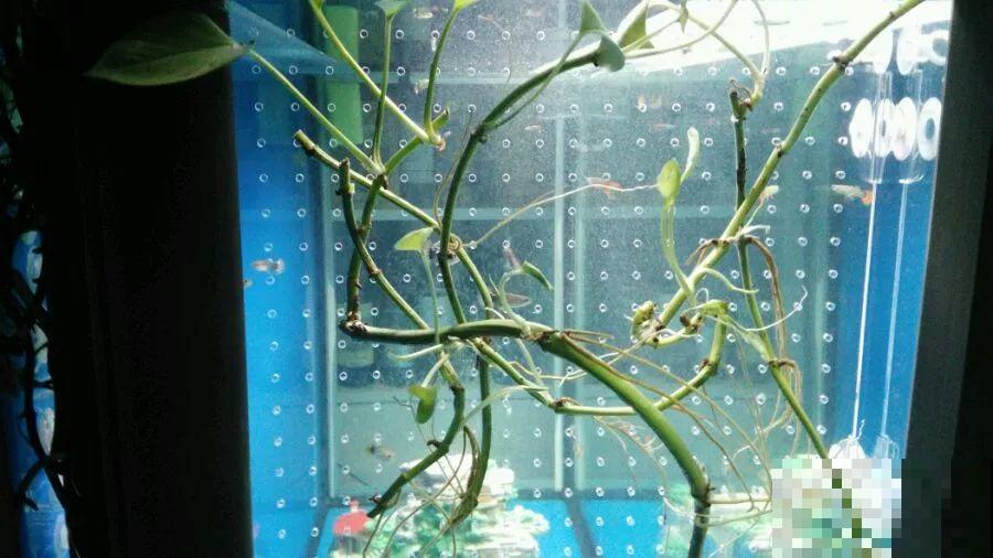 养不活的花丢鱼缸里，沾水立马就疯长，大冬天呼呼长不停！