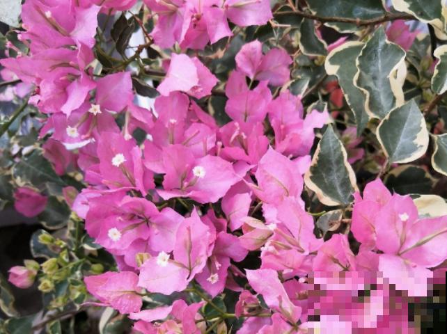 三角梅一到冬天就冻死，换个品种，耐寒还开花！