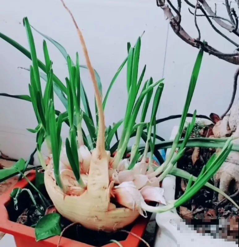 爷爷拿萝卜当花盆，种上大蒜蹭蹭长，邻居天天跑来看！