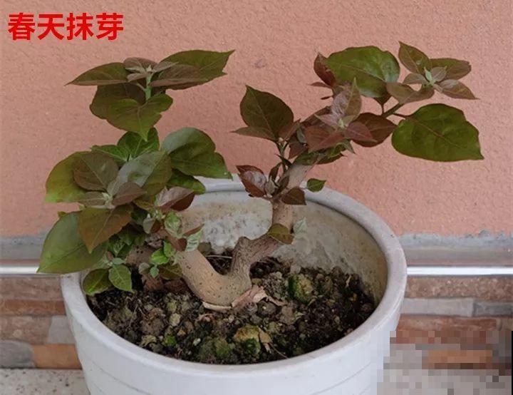 最受欢迎的花，修修剪剪，立马就变的不一样了