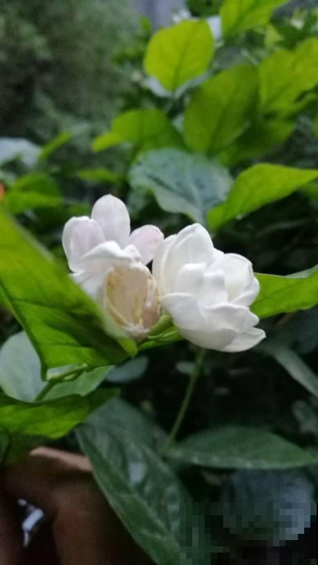 家里养盆杀菌花，空气清新，身体好不生病