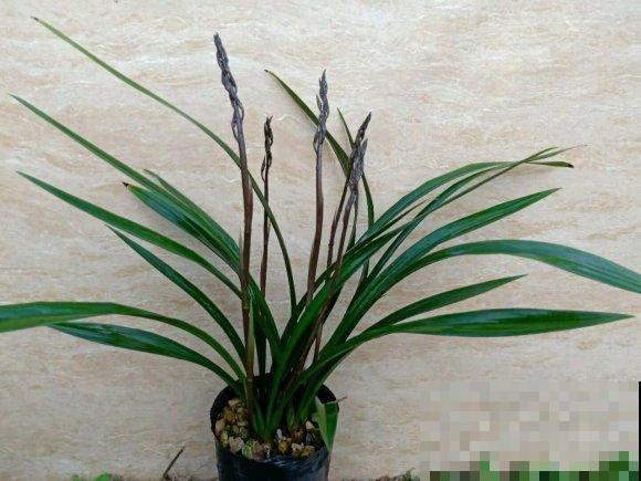兰花要富养，养得再精心都不过分！