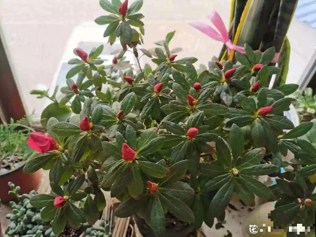 这10种花要慎买，小心养不活，心里贼难受！