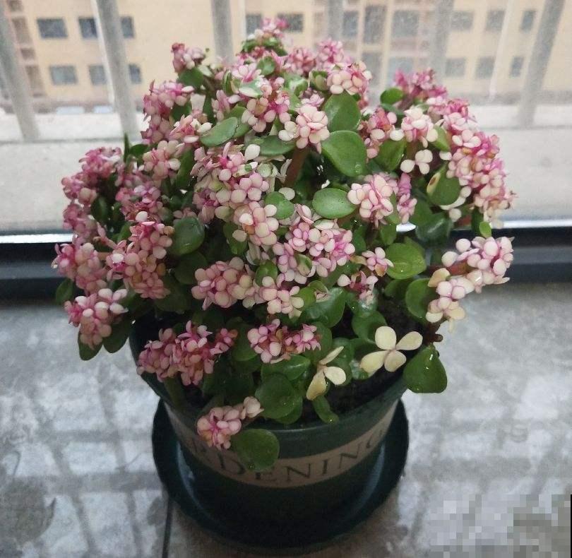 养这花要注意，冬天少浇水，叶子肉嘟嘟很健硕！