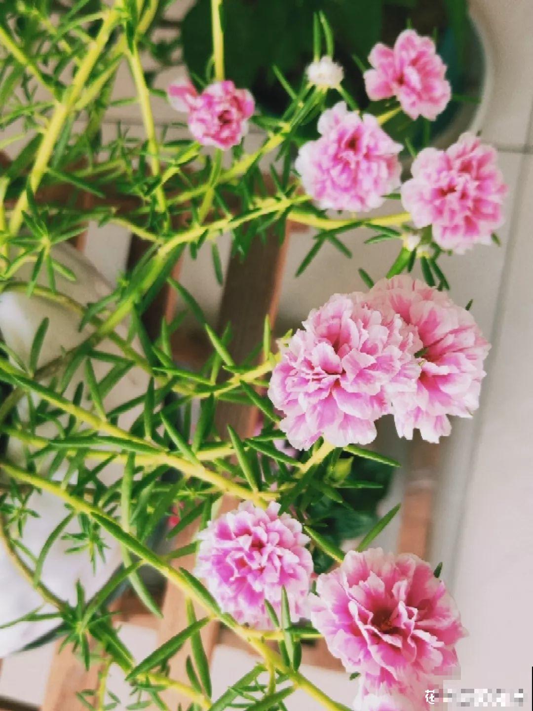 室内光照差，就别再养这6种花，养再久也不开花！