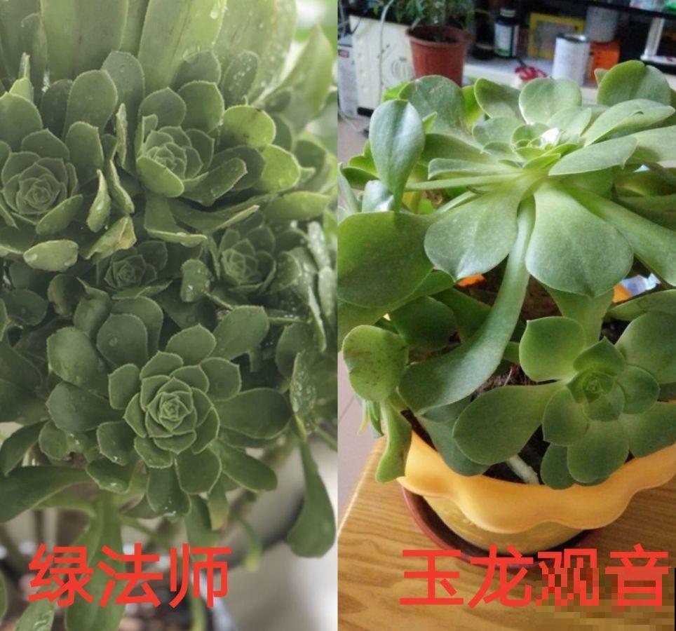 多肉中的巨无霸，省心还好养，一年窜出一圈芽！