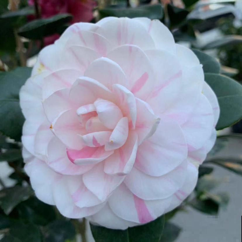 秋冬养这花，就得冻一冻，花开得的更旺盛