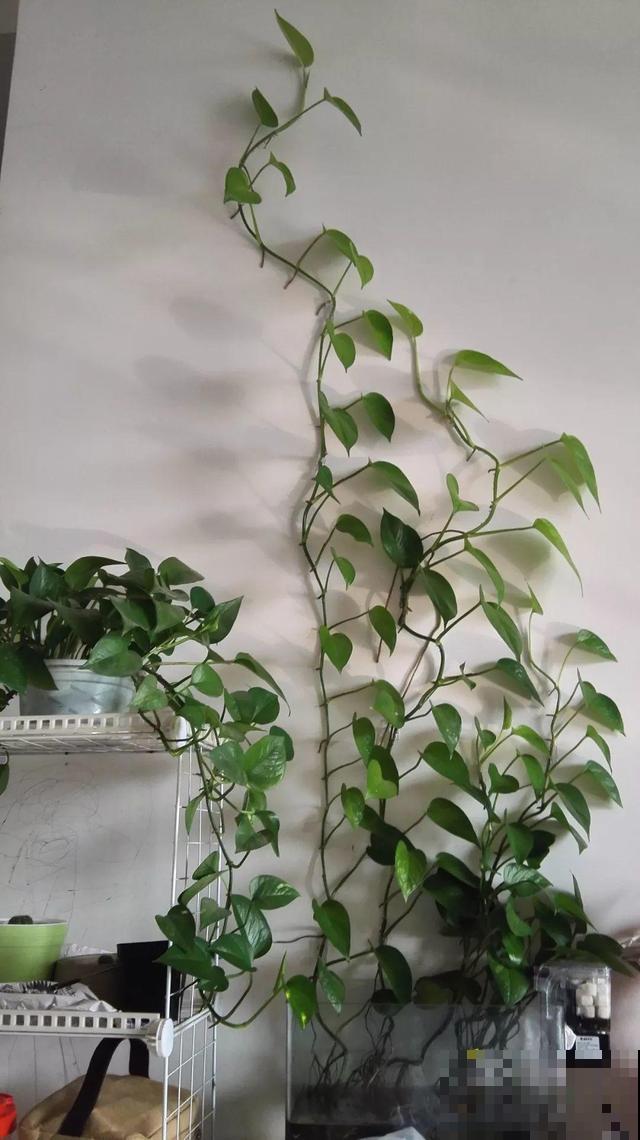 养不活的花丢鱼缸里，沾水立马就疯长，大冬天呼呼长不停！
