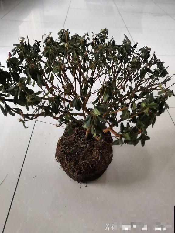杜鹃花叶子全枯了，千万别扔，换个盆还有救！