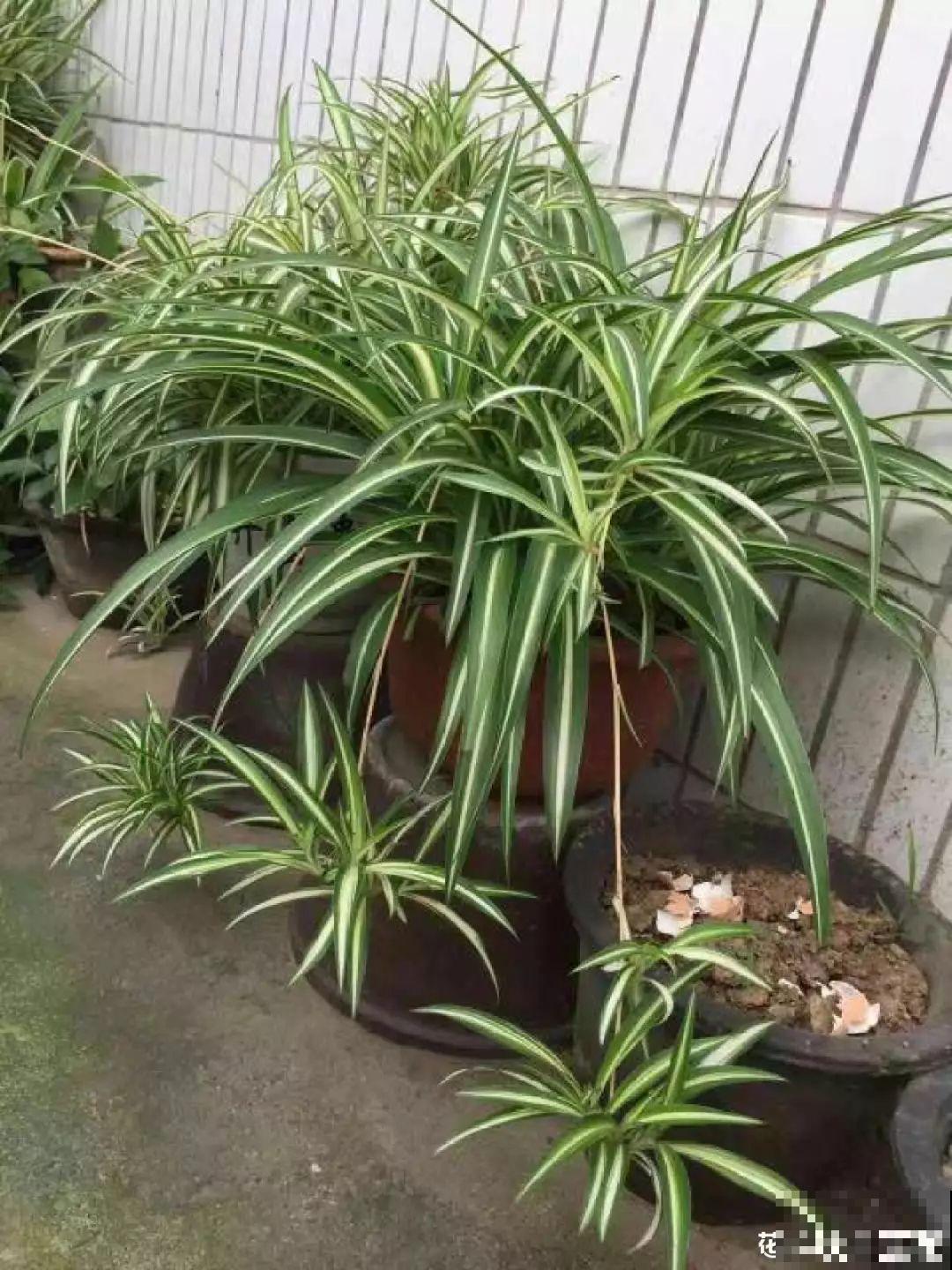 这花太能生,3年冒了25棵,敲破盆才能拿出来! 这花太能生,3年冒了25棵,敲破盆才能拿出来!