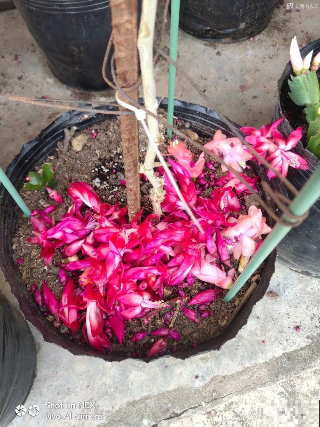 蟹爪兰刚开花，他把30个花苞全摘了，真心疼！
