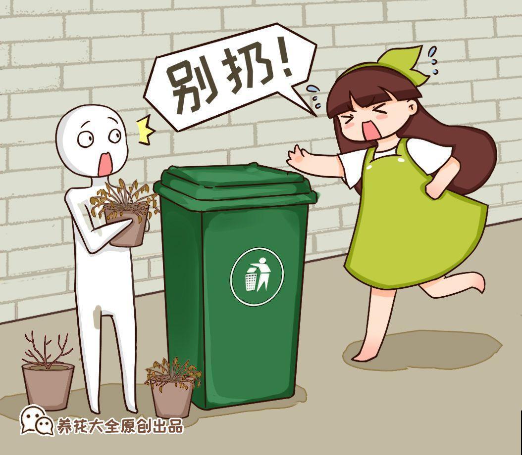 这7种花，冬天会假死，千万别丢垃圾桶！
