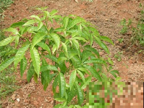 这种植物看似平常，其实能做茶还能做家具，闻着清香扑鼻真喜人！