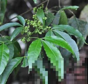 这种植物看似平常，其实能做茶还能做家具，闻着清香扑鼻真喜人！
