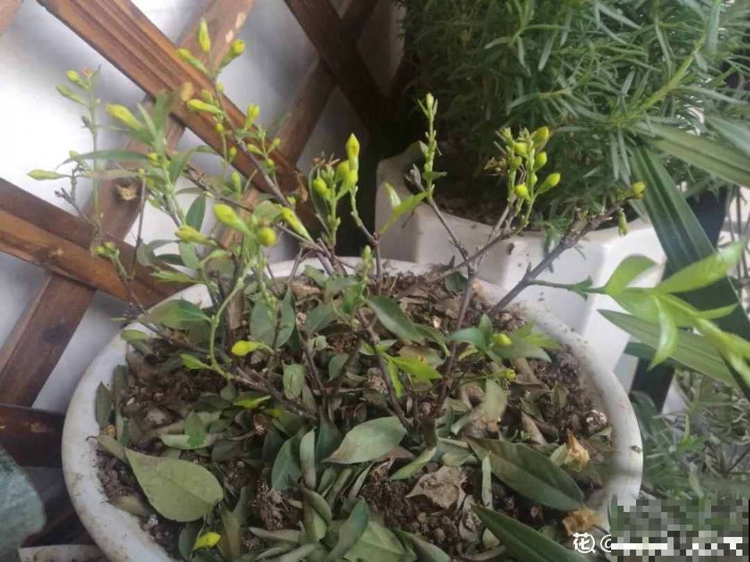 花盆里长了这玩意，趁早断水，小心最后根都烂没了！