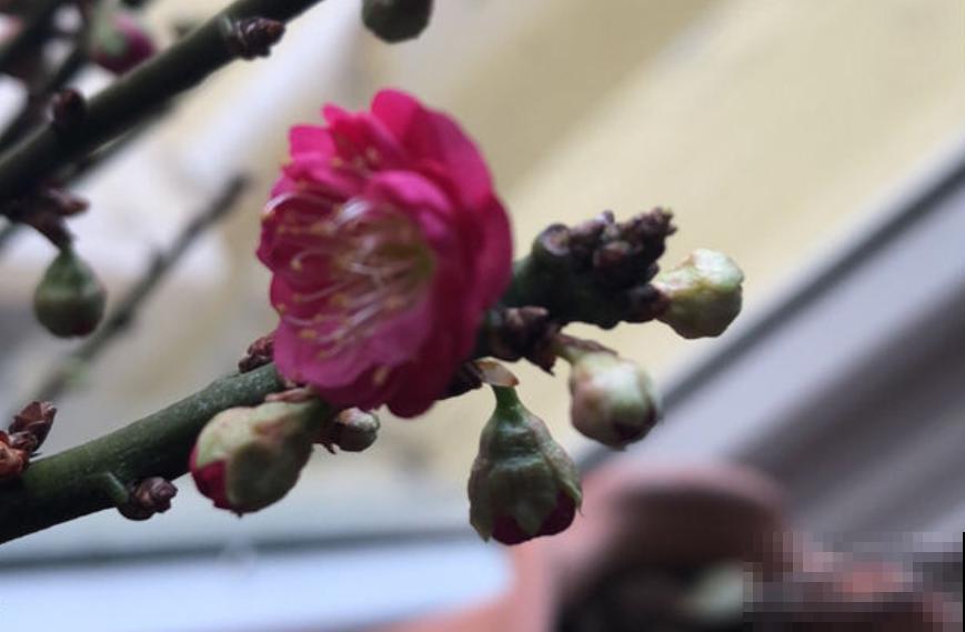 这花贵气上档次，一盆能卖几百块，一般人养不好！