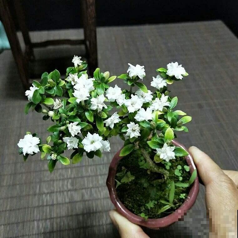 被名字吸引养的花，没想到颜值这么高，比茉莉还动人！