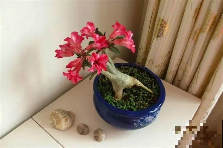 这4种花，把根拎出来养一年，身价立马翻倍涨！