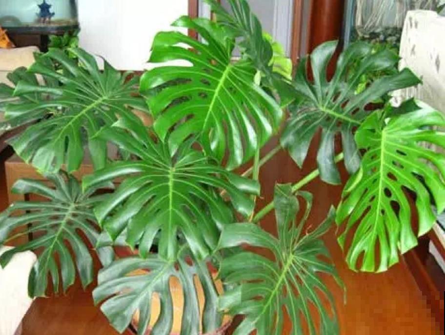 家里面都养了这植物，能够净化房间的空气，清除异味！