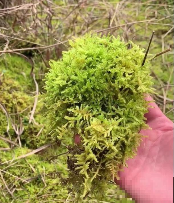 石头野草捡回家，胶水一粘变盆栽，比买的还好看！